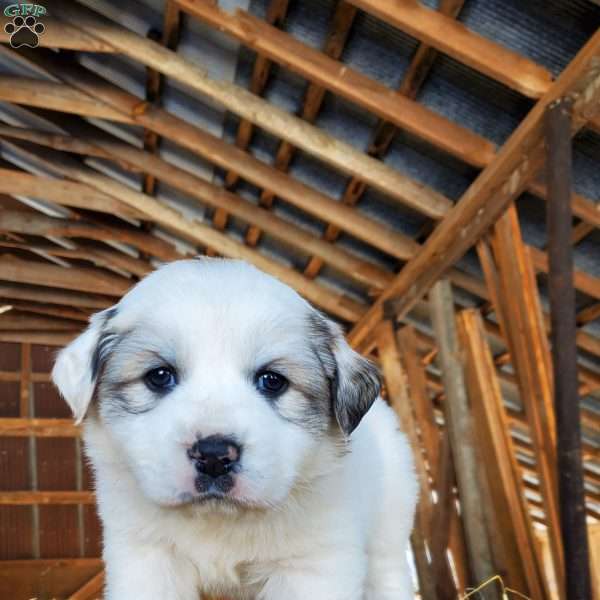 Celeste, Great Pyrenees Puppy